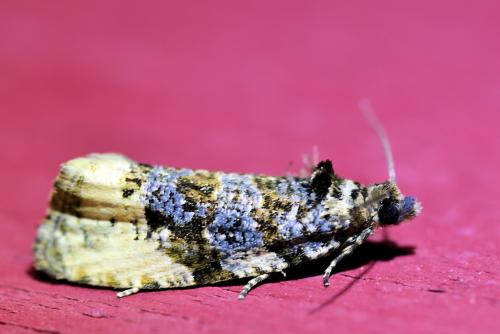 Hedya ochroleucana